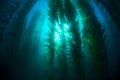 Kelp bed Royalty Free Stock Photo